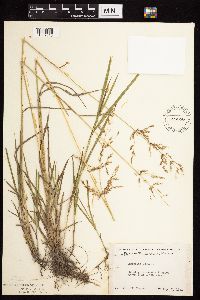 Agrostis gigantea image