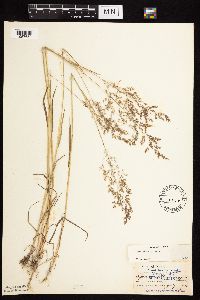 Agrostis gigantea image