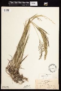 Agrostis gigantea image