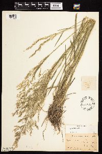 Agrostis gigantea image