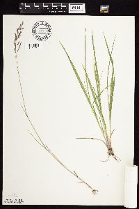 Agrostis gigantea image