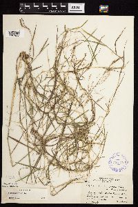 Agrostis stolonifera image