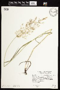 Agrostis gigantea image