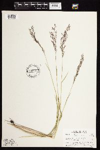 Agrostis gigantea image