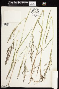 Agrostis gigantea image