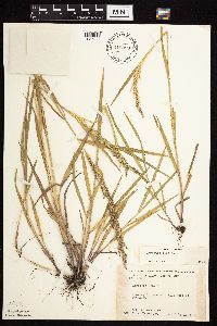 Agrostis gigantea image