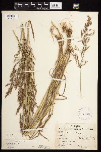 Agrostis gigantea image