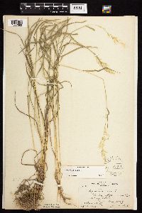 Agrostis gigantea image