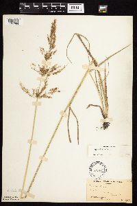 Agrostis gigantea image