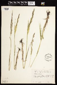 Agrostis gigantea image