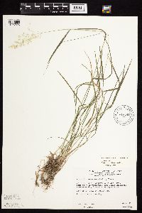 Agrostis gigantea image