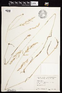 Agrostis gigantea image