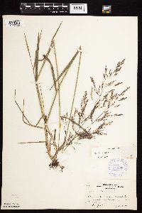 Agrostis gigantea image