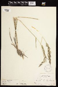 Agrostis gigantea image