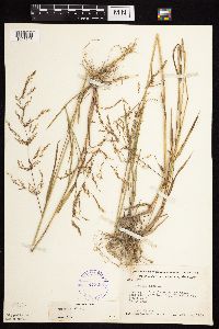 Agrostis gigantea image