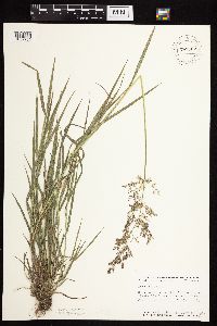 Agrostis gigantea image