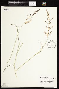 Agrostis gigantea image