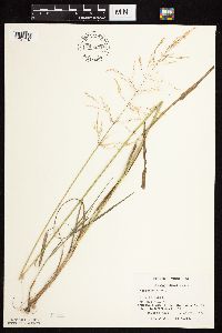 Agrostis gigantea image