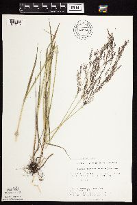 Agrostis gigantea image