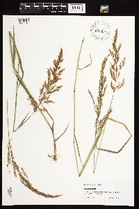 Agrostis gigantea image