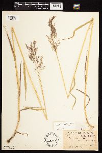 Agrostis gigantea image