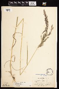 Agrostis gigantea image