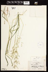 Agrostis gigantea image