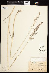 Agrostis gigantea image