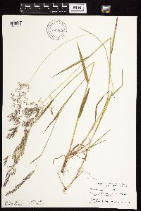 Agrostis gigantea image