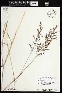 Agrostis gigantea image