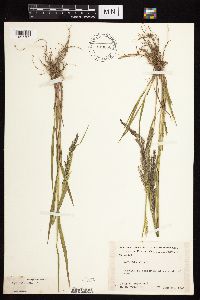 Agrostis gigantea image