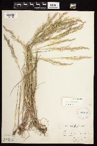 Agrostis gigantea image