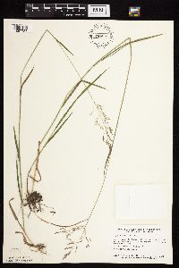 Agrostis gigantea image