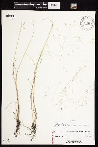 Agrostis scabra image