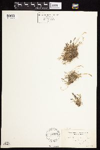 Agrostis idahoensis image