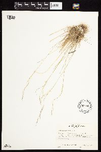 Agrostis idahoensis image