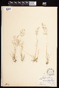Media resource of Agrostis idahoensis