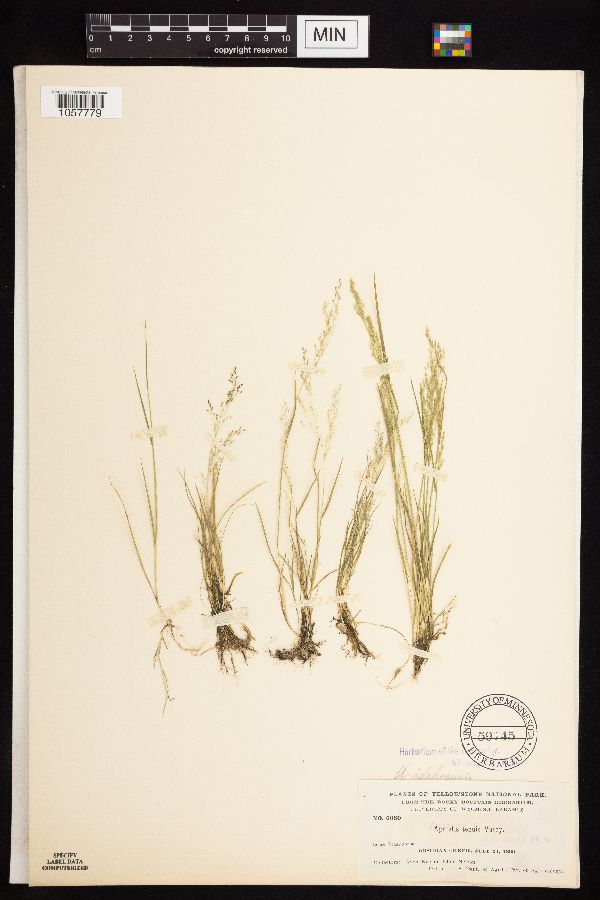 Agrostis idahoensis image