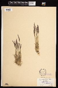 Agrostis mertensii image