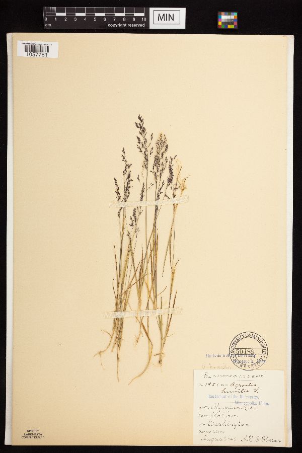 Agrostis mertensii image