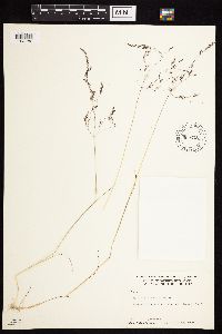 Agrostis mertensii image