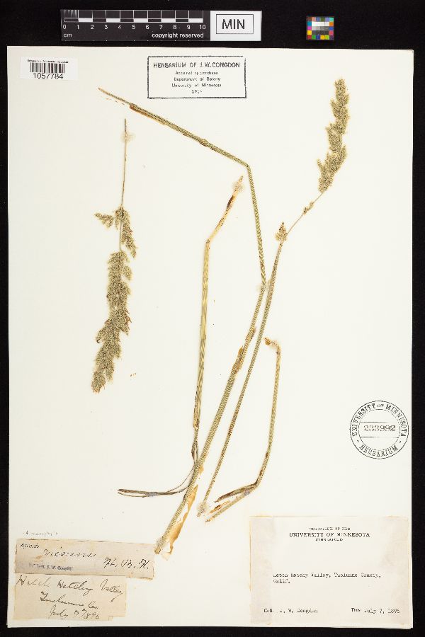 Agrostis microphylla image