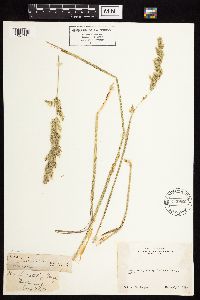Media resource of Agrostis microphylla