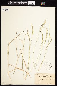 Media resource of Agrostis pallens