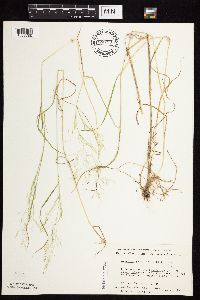Agrostis perennans image