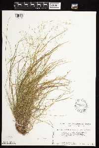 Agrostis perennans image