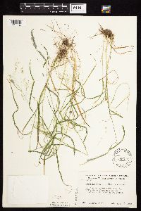 Agrostis perennans image