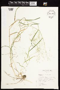 Agrostis perennans image