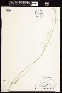 Agrostis perennans image