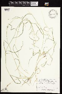 Media resource of Agrostis perennans